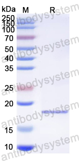 Recombinant PRRSV GP4/Glycoprotein 4 Protein, N-His