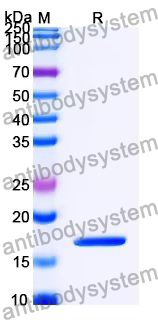 Recombinant MDV U2 protein Protein, N-His