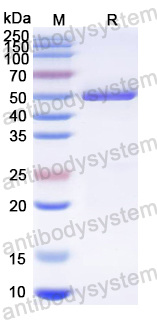 Recombinant PEDV S/Spike glycoprotein Protein, C-Strep