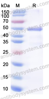Recombinant ZIKV Envelope protein E1 Protein, N-His