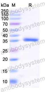 Recombinant DENV-1 Capsid protein C/Core protein Protein, N-GST & C-His