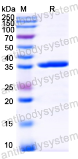 Recombinant DENV-2 Capsid protein C/Core protein Protein, N-GST & C-His