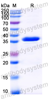 Recombinant DENV-3 Capsid protein C/Core protein Protein, N-GST & C-His