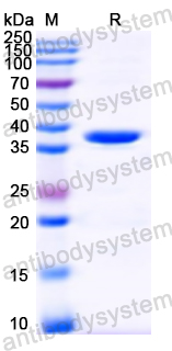 Recombinant DENV-4 Capsid protein C/Core protein Protein, N-GST & C-His