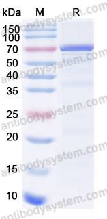 Recombinant DENV-2 NS3/Serine protease NS3 Protein, N-His