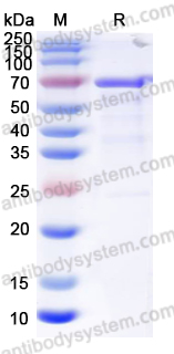 Recombinant DENV-3 NS3/Serine protease NS3 Protein, N-His
