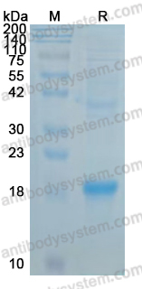 Recombinant ZIKV Protein prM/prM Protein, N-His