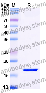 Recombinant LSDV RPO30/LSDV035 Protein, N-His