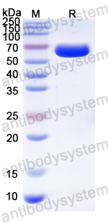 Recombinant JCV Capsid protein VP1 Protein, N-GST & C-His