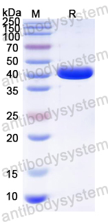 Recombinant JCPyV/JCV Capsid protein VP1 Protein, N-His & C-His
