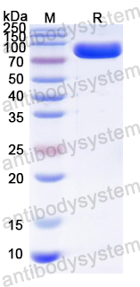 Recombinant BKPyV Capsid protein VP1 Protein, N-MBP & C-His