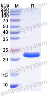 Recombinant PRRSV 3CL/NSP4 Protein, N-His