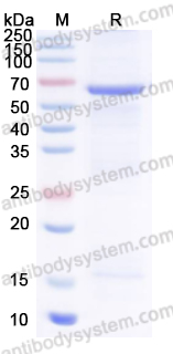 Recombinant MeV H/Hemagglutinin glycoprotein Protein, N-His