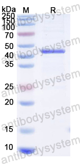 Recombinant MeV F1/Fusion glycoprotein F1 Protein, N-His