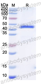 Recombinant MeV N/Nucleoprotein Protein, N-His