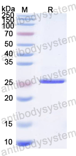 Recombinant MeV V/Non-structural protein V Protein, N-His