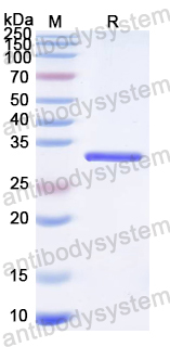 Recombinant RUBV Protease/methyltransferase p150 Protein, N-His