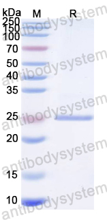 Recombinant ASFV CP204L Protein, N-His