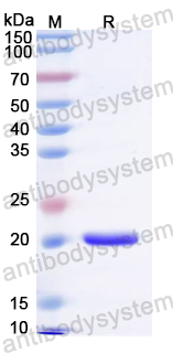 Recombinant Thermus phage TSP4 Peptidoglycan hydrolase Protein, C-His