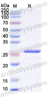 Recombinant SVA GPP (VP3) Protein, N-His