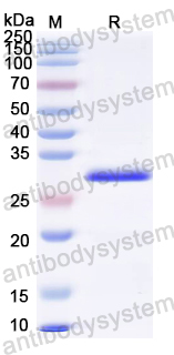 Recombinant BKPyV Agnoprotein Protein, N-His-SUMO
