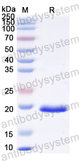 Recombinant BKPyV Agnoprotein Protein, N-His