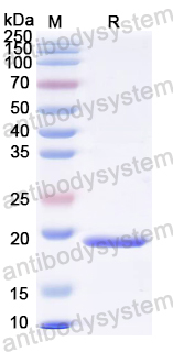 Recombinant BKPyV Agnoprotein Protein, N-His-SUMO