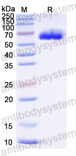 Recombinant BKPyV LT-AG/Large T antigen Protein, N-His