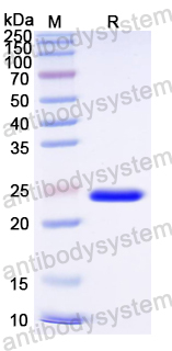 Recombinant ASFV E248R/Ba71V-132 Protein, N-His