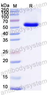 SDS-PAGE for Recombinant Bombali virus/BOMV GP1 Protein, N-His ?>