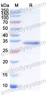 Recombinant ASFV S273R Protein, N-His