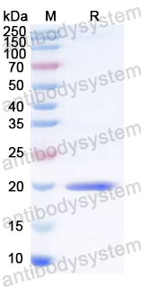 Recombinant ASFV B438L/p49 Protein, N-His