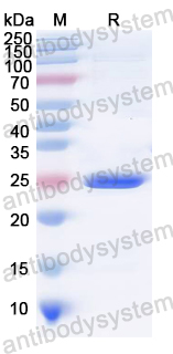 Recombinant RABV M/Matrix protein Protein, N-His
