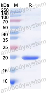 Recombinant CCHFV GP/Envelope glycoprotein Protein, N-His