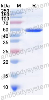 Recombinant RRV p130/Structural polyprotein Protein, N-His