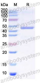 Recombinant MAYV Spike glycoprotein E1 Protein, N-His