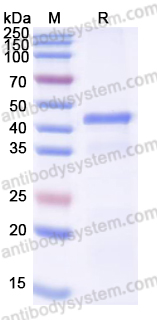 Recombinant MAYV Spike glycoprotein E1 Protein, N-His