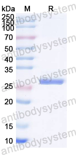 Recombinant ALV gag/P27 Protein, N-His