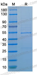 Recombinant SNV Gn/Glycoprotein N Protein, N-His