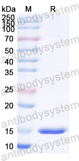 Recombinant ASFV pM1249L Protein, N-His