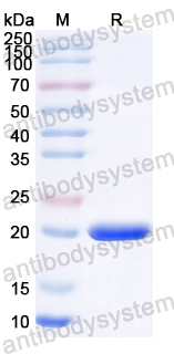 Recombinant ASFV A179L Protein, N-His