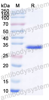Recombinant ASFV g5Rp/D250R Protein, N-His