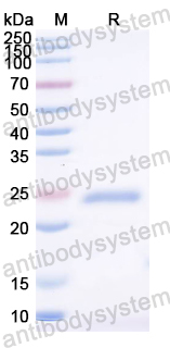 Recombinant ASFV Q706L Protein, N-His