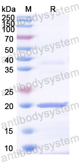 Recombinant ASFV CP2475L (p14) Protein, N-His