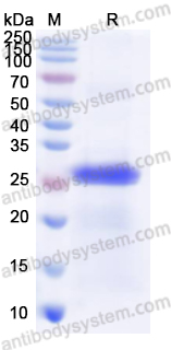 Recombinant ASFV MGF_360-4L Protein, N-His-SUMO