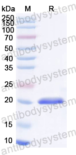 Recombinant HAdV-3 Packaging protein 3/L1 Protein, C-His