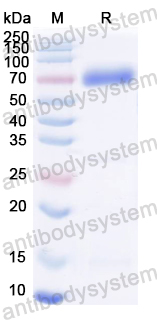 Recombinant CHIKV NSP2 Protein, N-GST-His