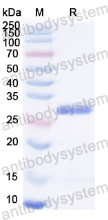 Recombinant SFTSV NP/Nucleoprotein Protein, N-His