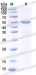 Recombinant CHPV G/Glycoprotein Protein, N-His