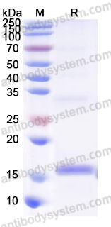 Recombinant HCoV-OC43 M/Membrane protein Protein, N-His